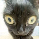 Turbomamba's avatar