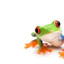 TreeFrog's avatar