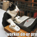 bumbalcat's avatar