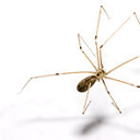 Daddy_long_Legs's avatar