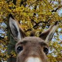 D9rtmund's avatar