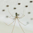 Daddy_Long_Legs's avatar