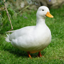 Buddy_Duckers's avatar