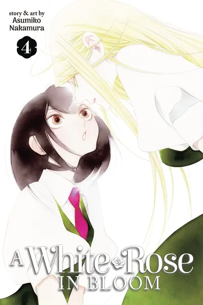 A White Rose in Bloom